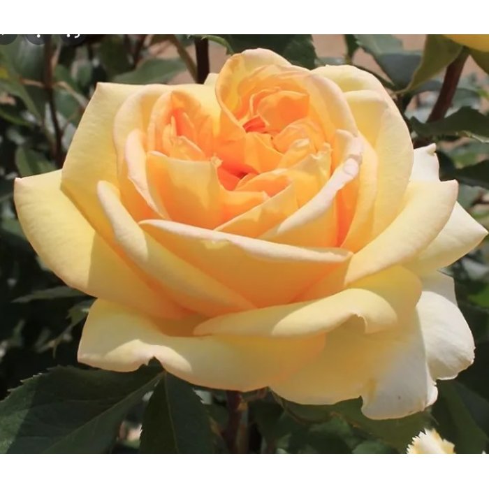 Ruža čajová -voňavá - Rosa GOLDEN TOWER ® Co4L