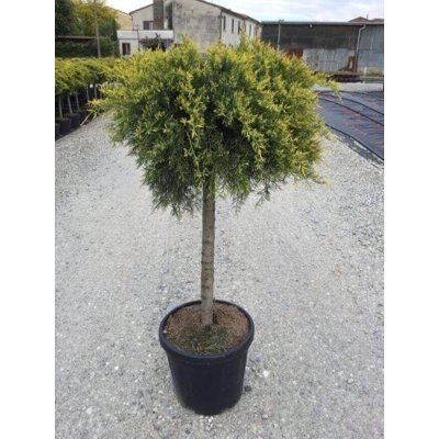 Borievka prostredná - Juniperus x Pfitzertiana ´Old gold´ -na 80cm kmeni