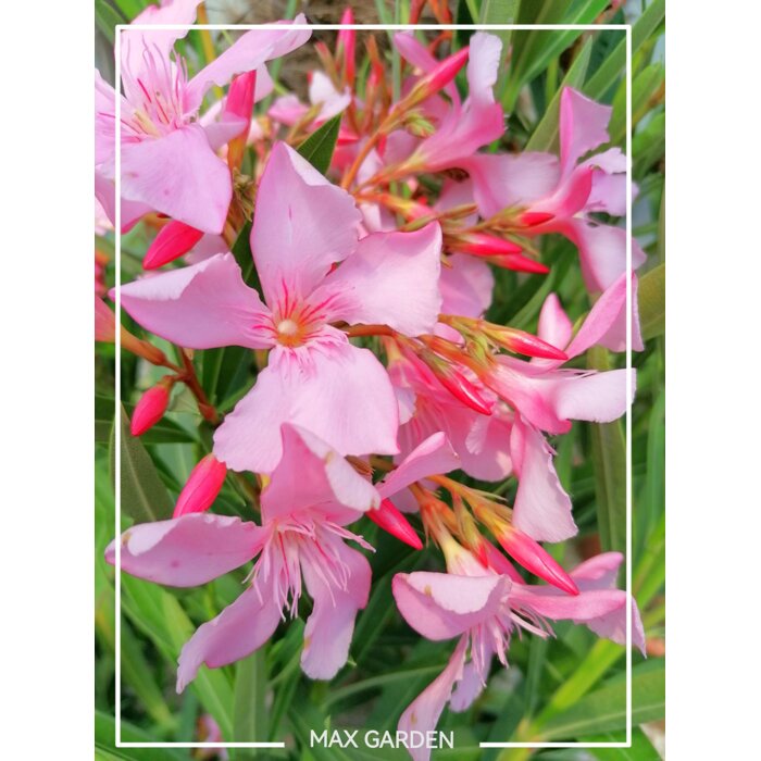 Oleander oby?ajný  - Nerium oleander Pink -110+cm