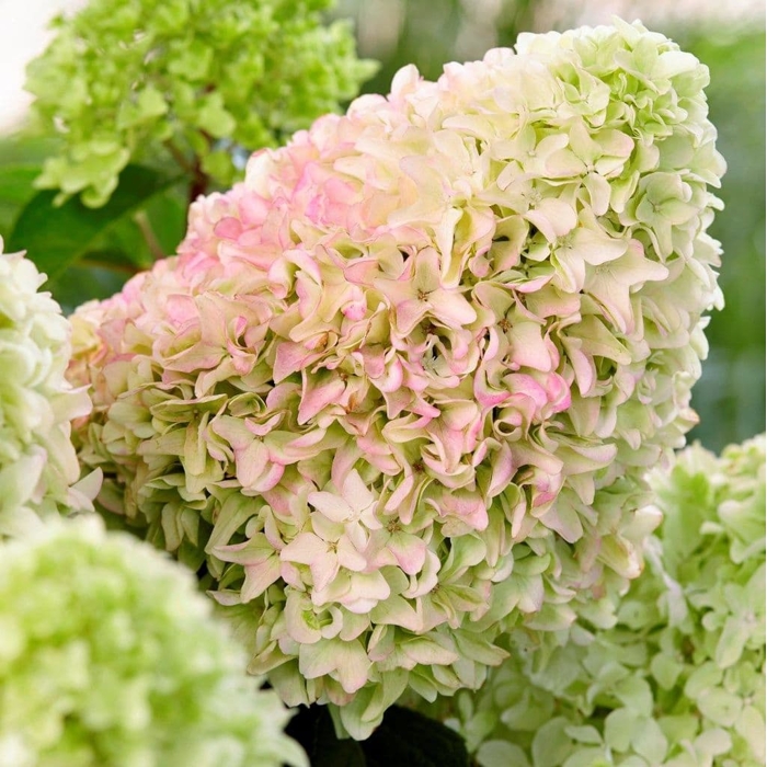 Hydrangea paniculata ‘Little Fraise’ – kompaktná hortenzia s ružovým kvitnutím | Maxgarden