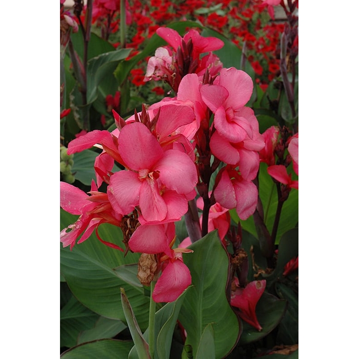 Canna indica - Kana indická - ružová P17