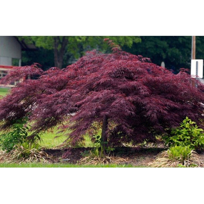 Javor dlaňolistý - Acer palmatum 'Crimson Queen' Co18L  km80
