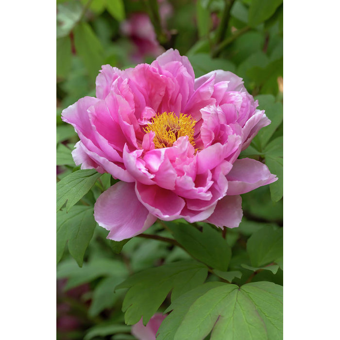 Pivonka drevitá - Paeonia Suffruticosa 40/50 - svetlo ružová