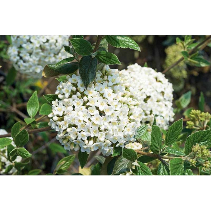 Kalina - Viburnum burkwoodii  - 60/80cm