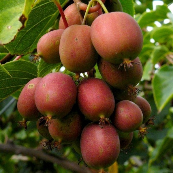 Actinidia arguta - mini kiwi 'Ken´s Red'