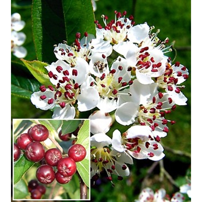 Jarabina čierna - Aronia arbutifolia ´Brilliant´ Co2L