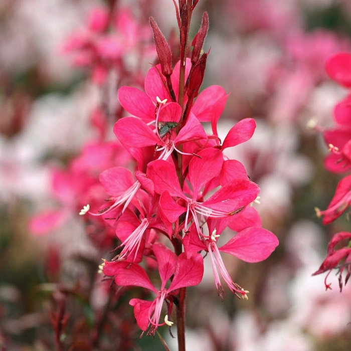 Gaura lindheimeri ´Red´