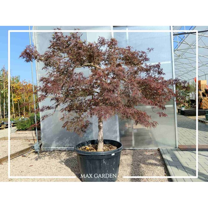 Javor dla?olistý - Acer palmatum  'Dissectum Garnet'  VELKÝ- na 100cm kmeni