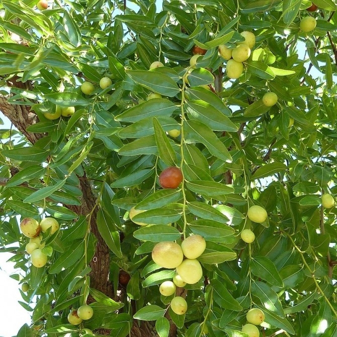 Ziziphus sativa “Jujuba” (?ínska ?atla) - 160/200cm