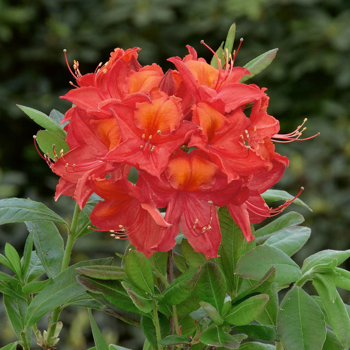 Azalka ve?kokvetá - Azalea Knaphill - MIX FARIEB! - 60+cm