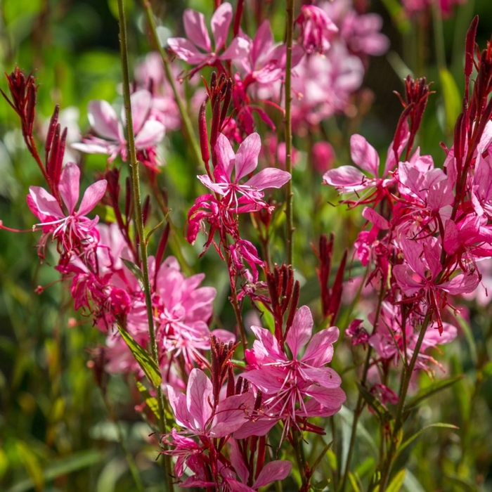Gaura lindheimeri ´Siskiyou Pink´