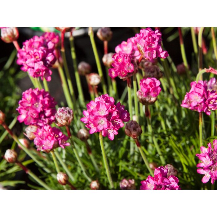 Armeria maritima ´Splendens´ K9