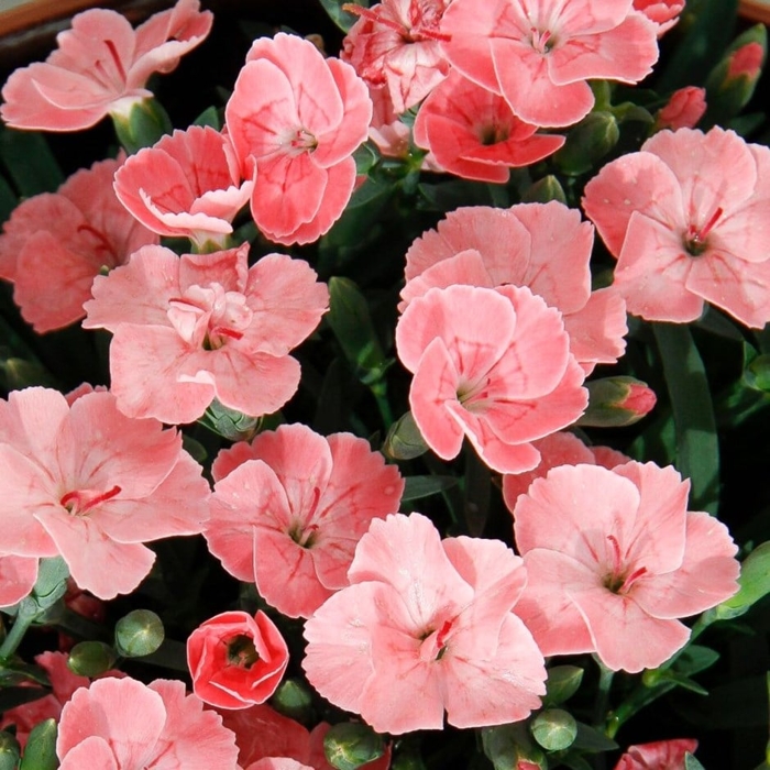 Dianthus caryophyllus ´Peach Party´