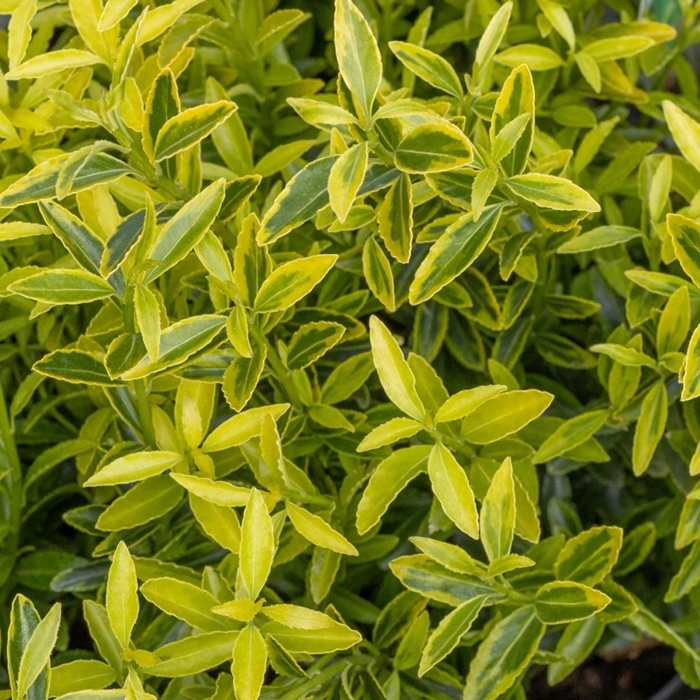 Bršlen japonský  - Euonymus japonicus 'Micophyllus Aureovariegatus' Co2L 20/25