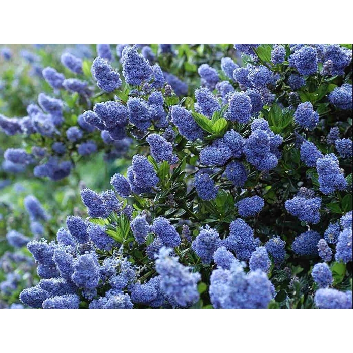 Ceanothus thyrsiflorus 'Repens' Co5L