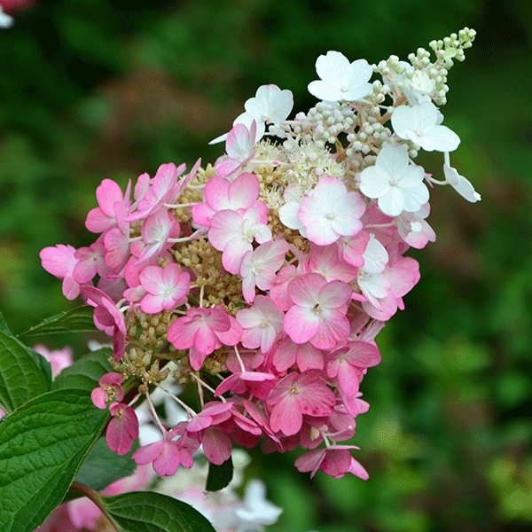 Hortenzia metlinatá - Hydrangea paniculata 'Pinky Winky'  - 30/40cm