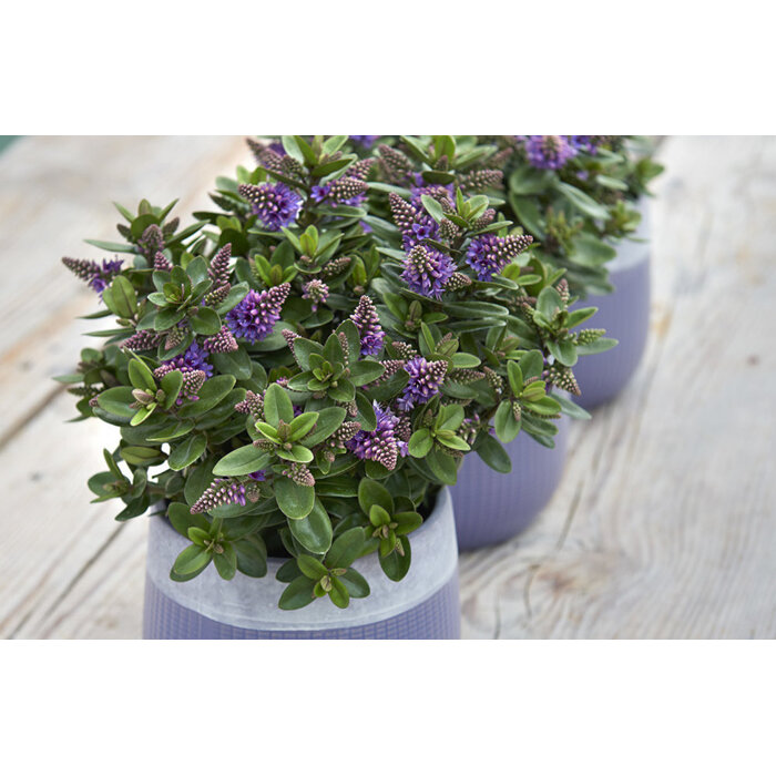 Hebe Addenda ´Blue´ - 25/30cm