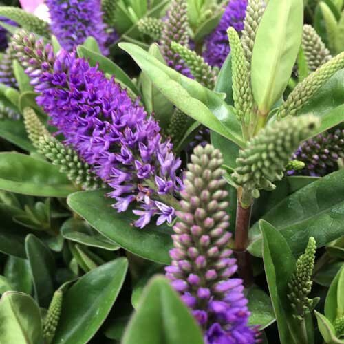 Hebe Addenda - fialová/ružova - 15/20cm