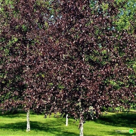 Breza previsnutá - Betula pendula ´Royal Frost´ - 200+cm
