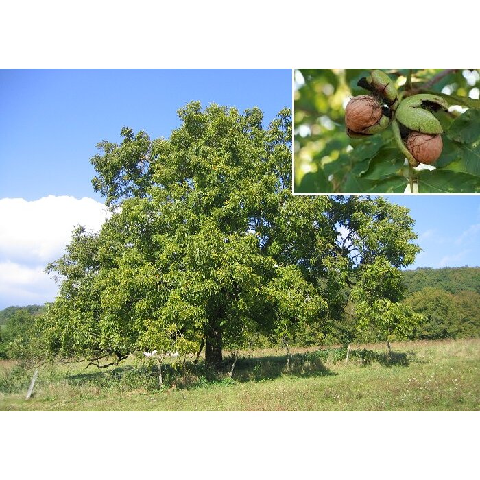 Juglans regia ´Milotai 10´ – orech vlašský | Overená maďarská odroda s kvalitnými plodmi