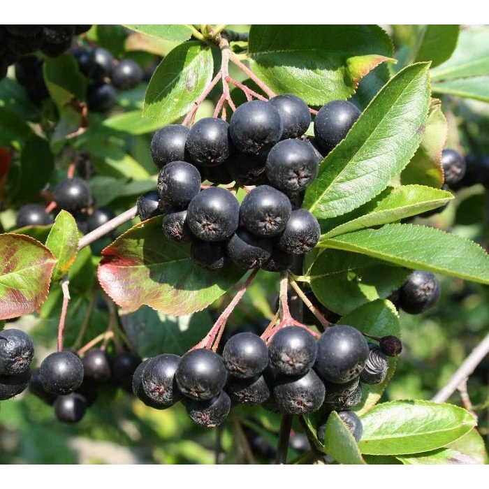 Jarabina čierna - Aronia mitschurinii ´Amit´ P14