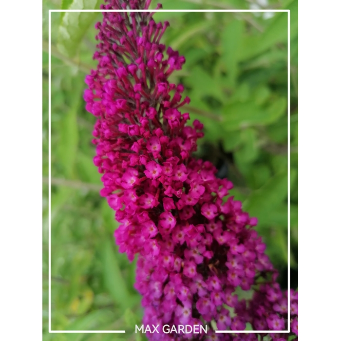 Buddleja davidii 'Royal Red' 20/30  Co2.5L