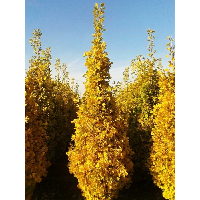 Ginko dvojlalo?né - Ginkgo biloba ´Eiffel´- 130/160cm