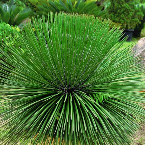 Agave geminiflora Co5-7L