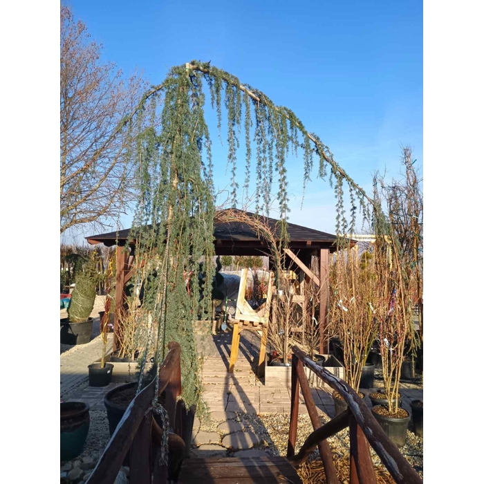 Céder himalájsky 'Pendula' - Cedrus deodara 'Pendula'  Co50L  200/250