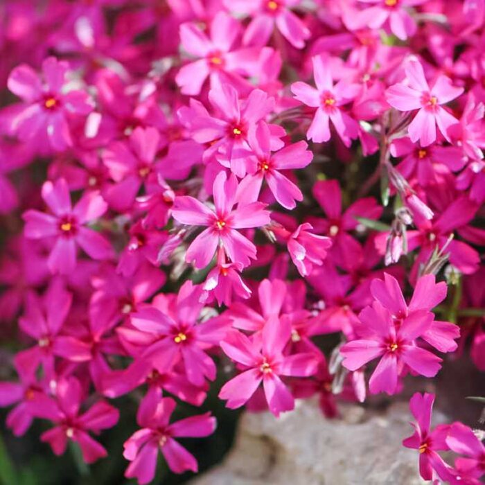 Flox šidlolistý - Phlox subulata ´Atropurpurea´