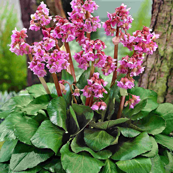 Bergenia cordifolia ´Eroica´