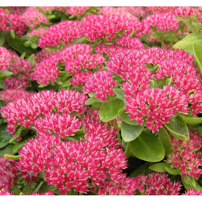 Sedum telephium ´Herbstfreude´ K9
