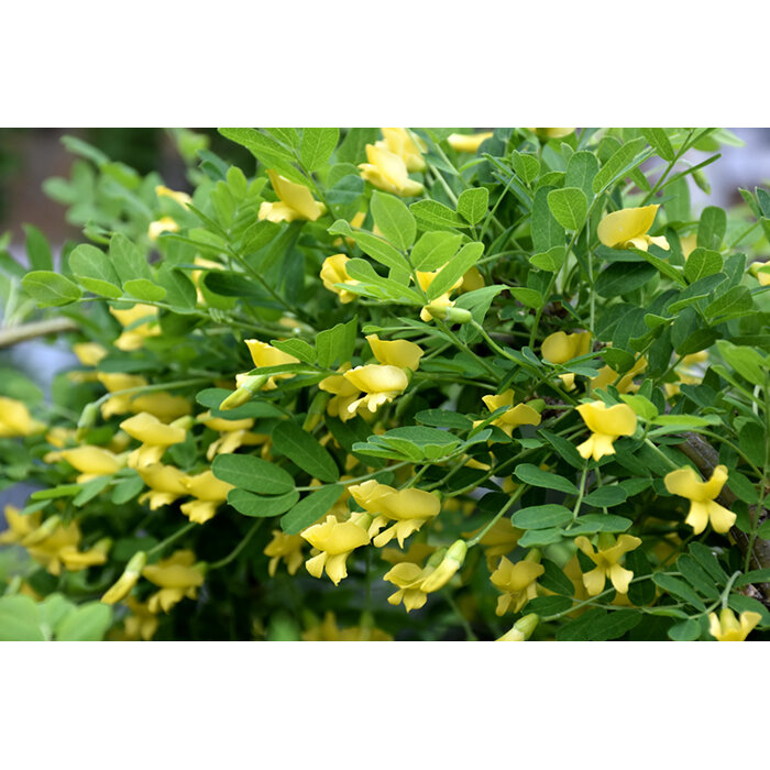 Karagana stromovitá (?imišník) - Caragana arborescens Pendula  kmienok 1/2, Co10L