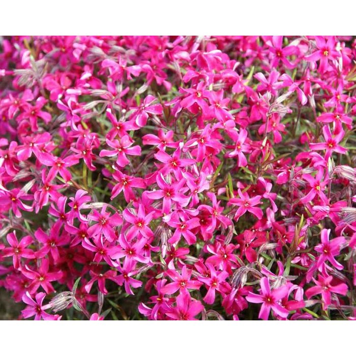 Flox šidlolistý - Phlox subulata ´Scarlet Flame´ Co13