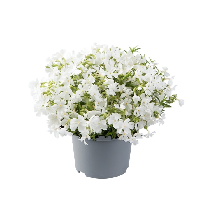 Flox šidlolistý - Phlox subulata ´Fabulous White´