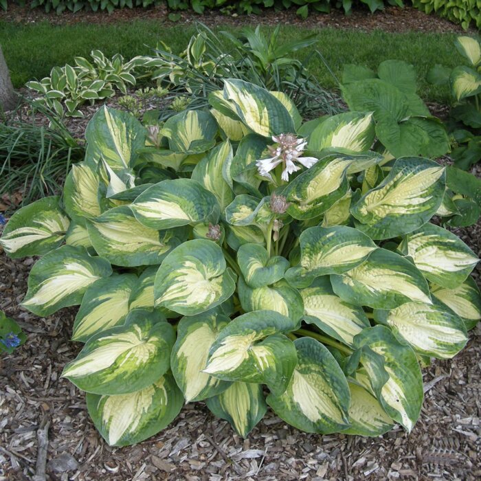 Funkia - Hosta ´Great expectation´