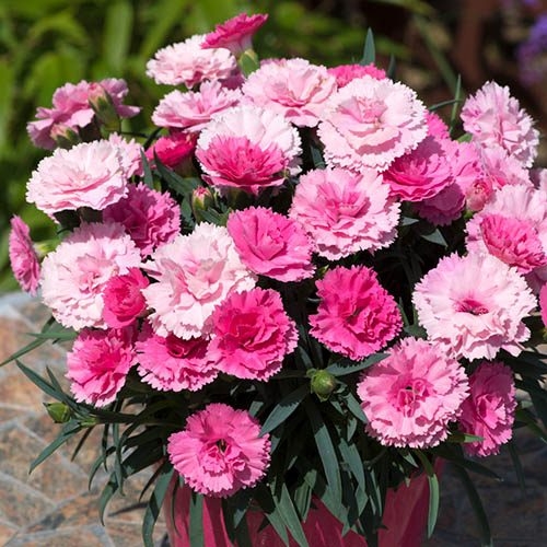 Dianthus ´I love U´