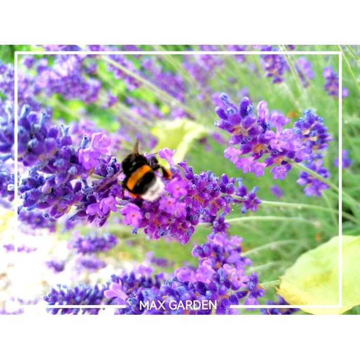 Levanduľa úzkolistá  -  Lavandula angustifolia 'Hidcote Blue'  P13