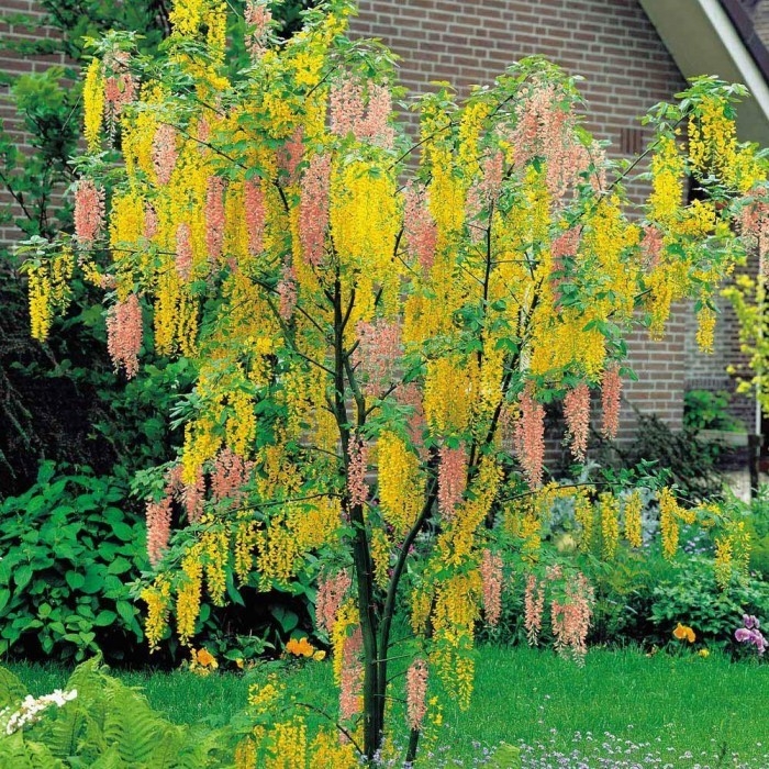 Štedrec Adamov- Laburnocytisus adamii - 60/80cm