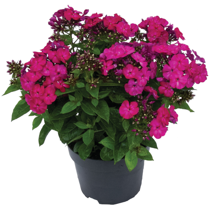Flox metlinatý - Phlox paniculata ´Famous Magenta´