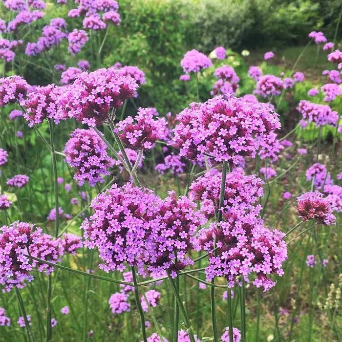 Železník argentínsky - Verbena bonariensis