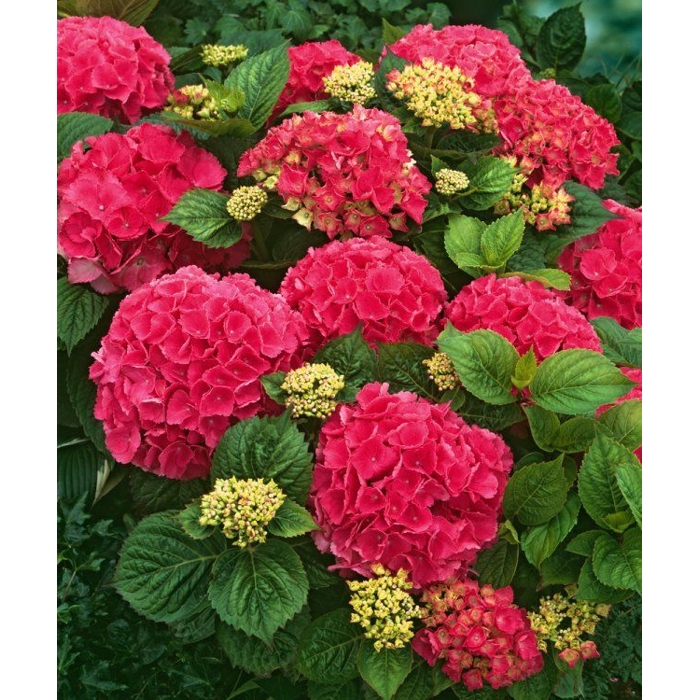 Hortenzia kalinolistá - Hydrangea macrophylla ´Masja´ Co3L 25/30
