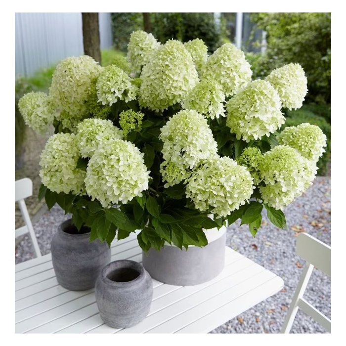 Hortenzia metlinatá - Hydrangea paniculata 'Little Spooky´ 25/35cm