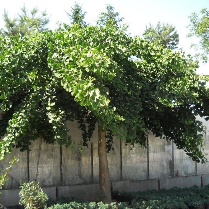 Ginko dvojlalo?né - Ginkgo biloba ´Pendula´ - na 200cm kmeni, 8/10