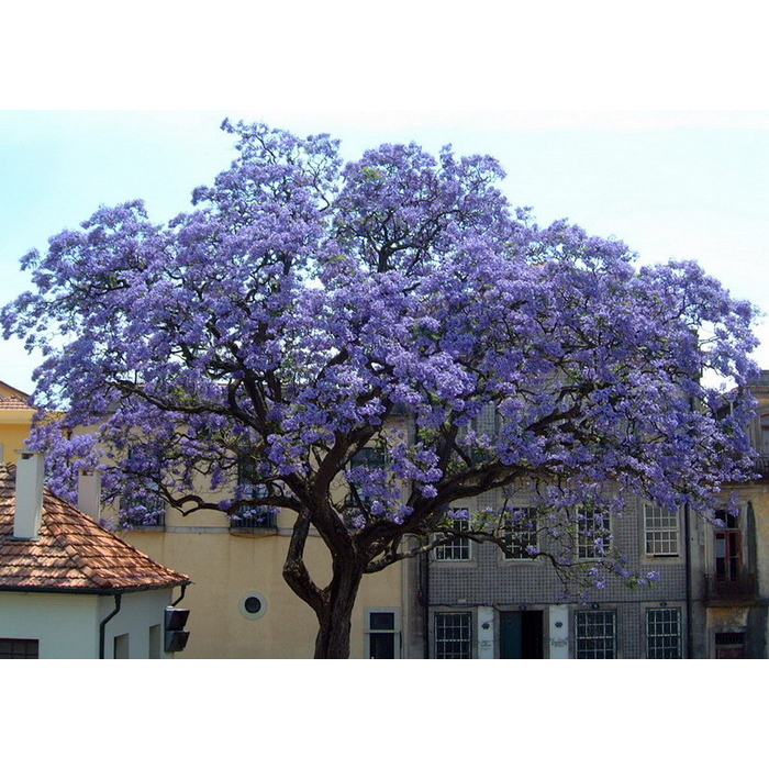 Paulownia fortunei ‘Fast Blue’ -200/300cm - LEN NA OSOBNÝ ODBER!