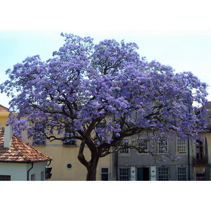 Paulownia tomentosa 