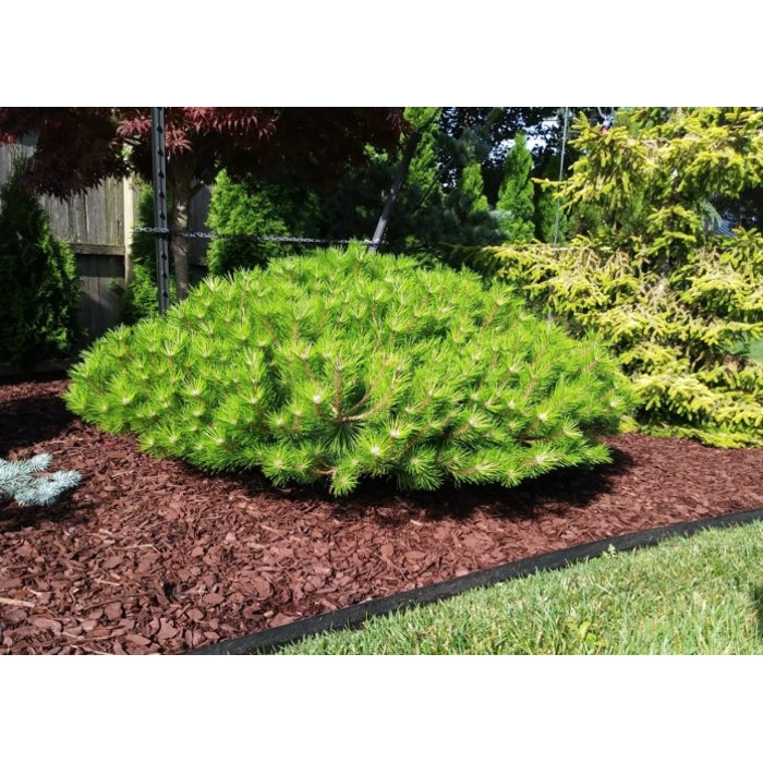 Pinus densiflora ´Low Glow´ Co7,5L 30/40