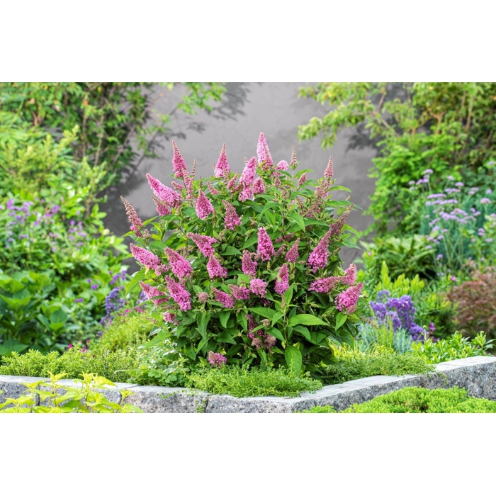 Buddleja davidii ´Butterfly Candy Little Pink´ - 15/20cm