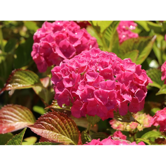 Hortenzia kalinolistá - Hydrangea macrophylla 'Alpenglühen' Co2,5L 20/30