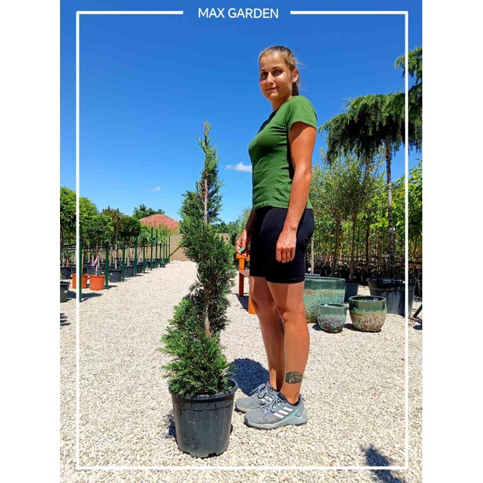 Cyprusovec leylandský  - Cupressocyparis leylandii SPIRAL - 100/120cm